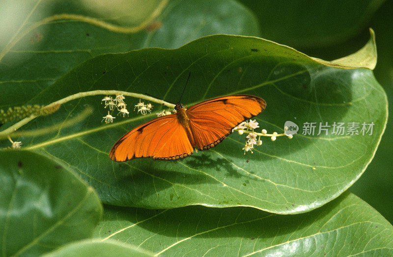 野生橙Julia dryas蝴蝶花蜜喂养雨林花蓬阿雷纳斯哥斯达黎加